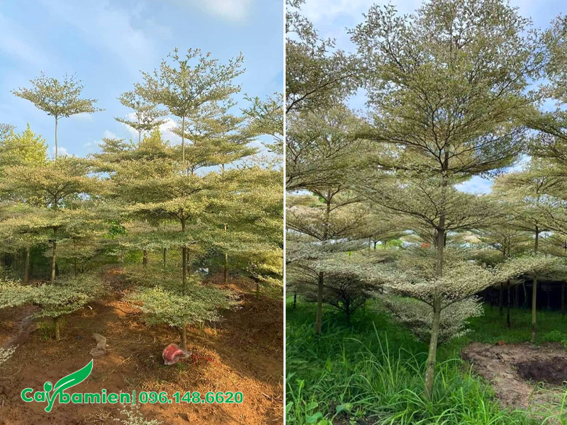 Vườn bàng cao 4, đã dưỡng ủ trong bầu chìm