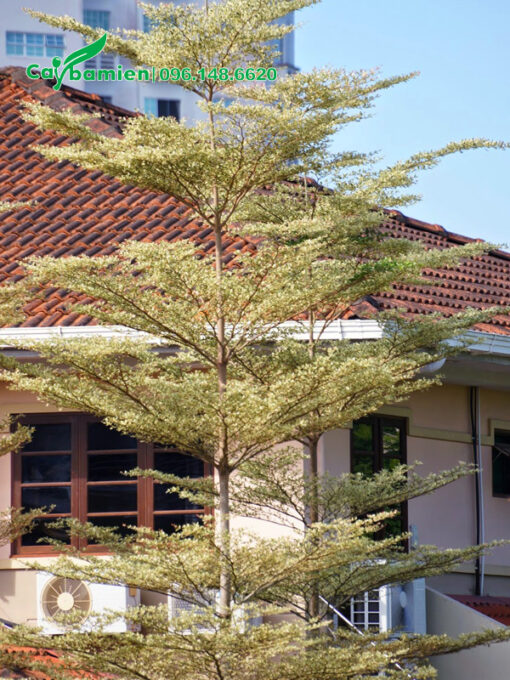 Cây bàng lá màu trang trí sân vườn đẹp