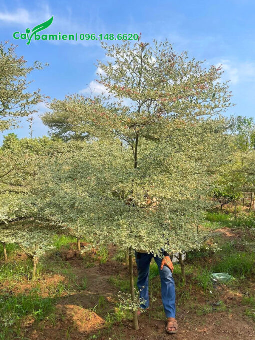 Bứng cây 4m, có 4 tầng tán đẹp