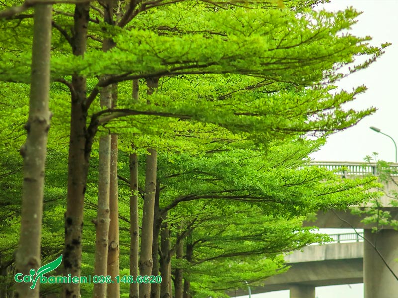 Những hàng cây bàng đài loan đang ra lá non xanh đẹp