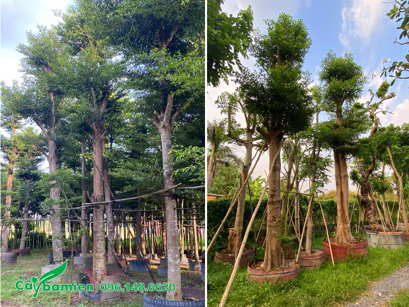 Thăm vườn cây Bàng Đài Loan cổ thụ đường kính gốc 30cm