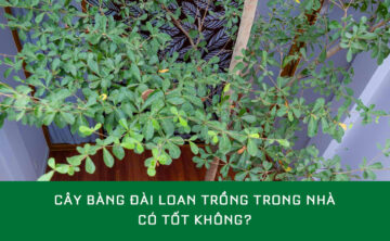 Cây Bàng Đài Loan trồng trong nhà phát triển tốt, tán đẹp, lá xanh tươi