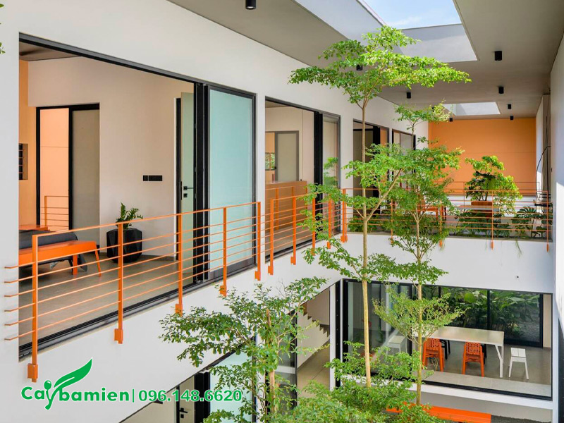 Cây Bàng Đài Loan trồng trong nhà có chiều cao khoảng 3 - 4m