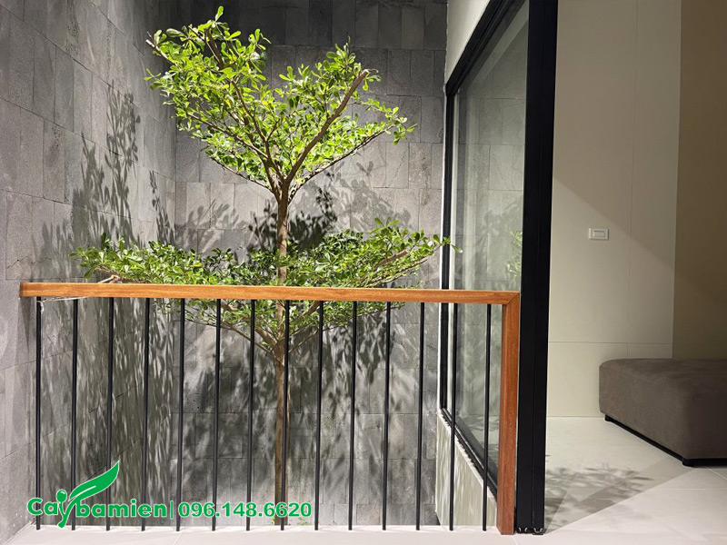 Trồng cây bàng đài loan ở giếng trời nơi nhận được nhiều ánh sáng tự nhiên