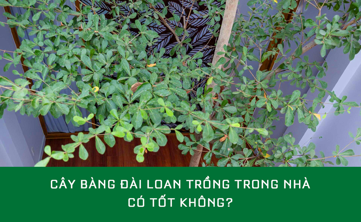 Cây Bàng Đài Loan trồng trong nhà phát triển tốt, tán đẹp, lá xanh tươi