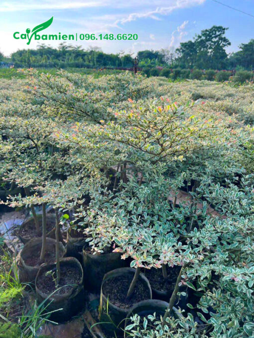 Vườn cây giống bàng cẩm thạch cao 1m