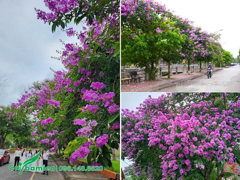 Hàng cây bằng lăng tím trồng vỉa hè đường phố