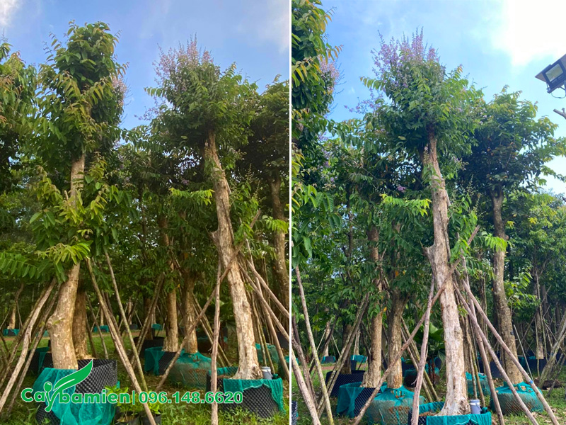 Cây bằng lăng tím cổ thụ chiều cao 5 - 6m