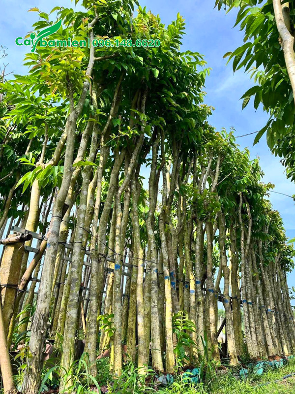 Cung cấp số lượng lớn cây hoa bằng lăng tím công trình dưỡng ủ cao 5m