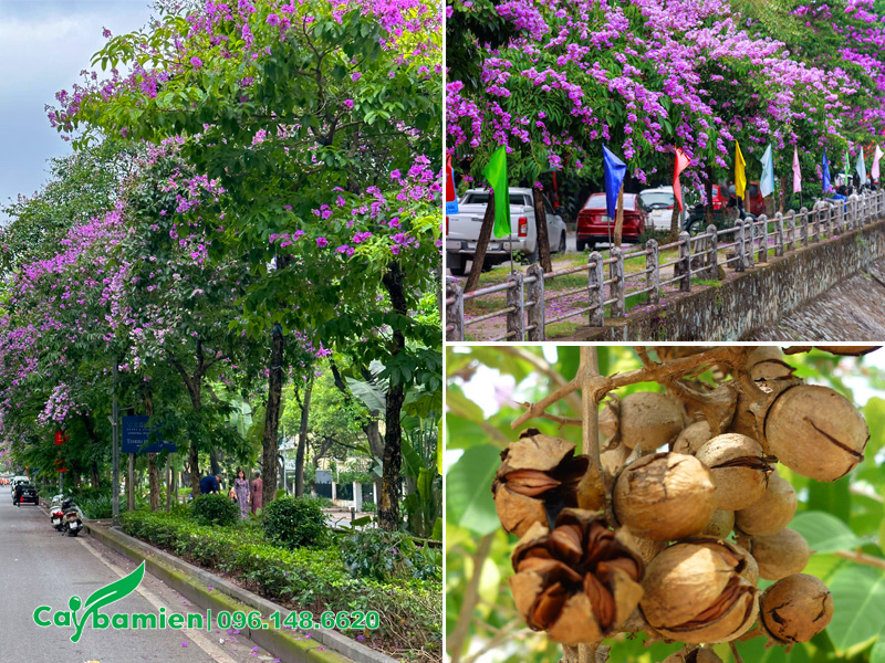 Hàng cây bằng lăng công trình trồng lấy bóng mát trên đường phố