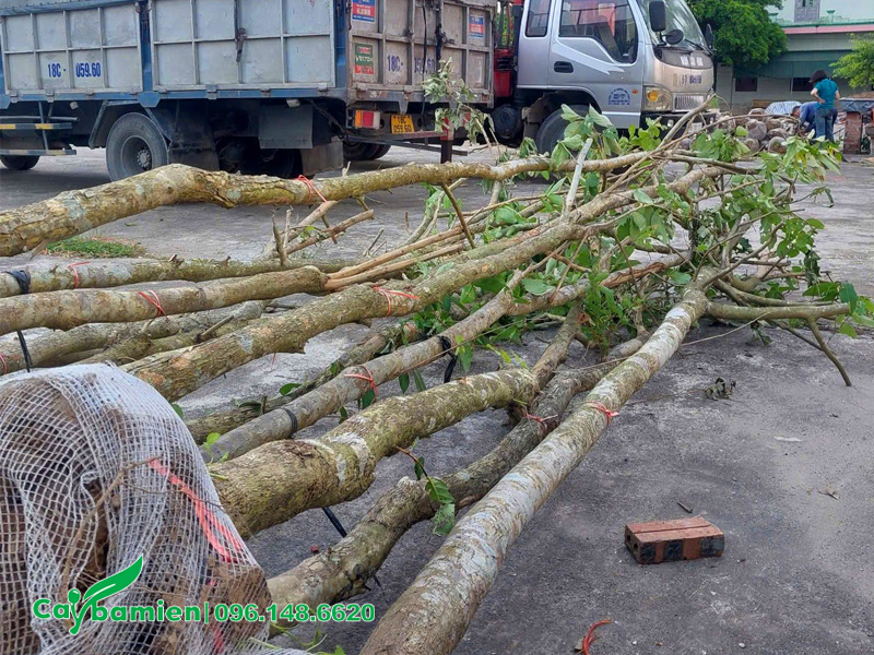 Những cây bằng lăng đánh thẳng đường kính gốc 15 - 18cm tập kết tại công trình