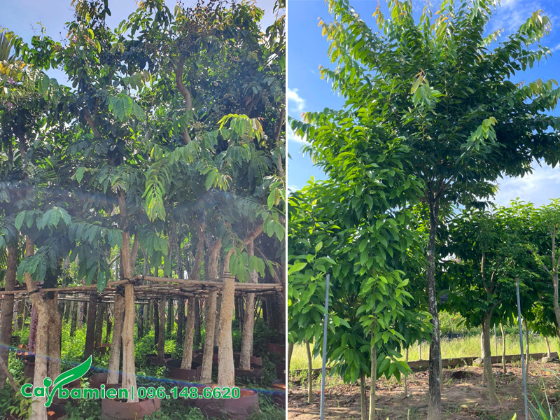 Bằng lăng tím công trình đã dâm ủ và cây đánh thẳng tại vườn