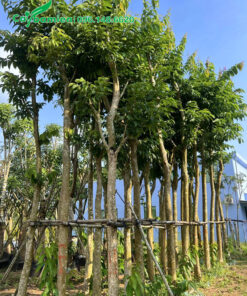 Cây tuyển, thân thẳng đẹp, đường kính gốc 10 - 12cm