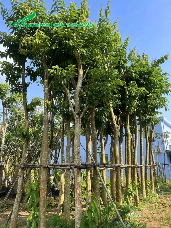 Cây tuyển, thân thẳng đẹp, đường kính gốc 10 - 12cm