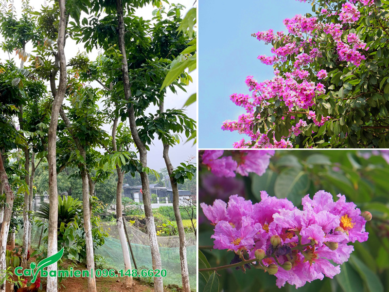 Dâm ủ số lượng lớn chiều cao 5 - 6m