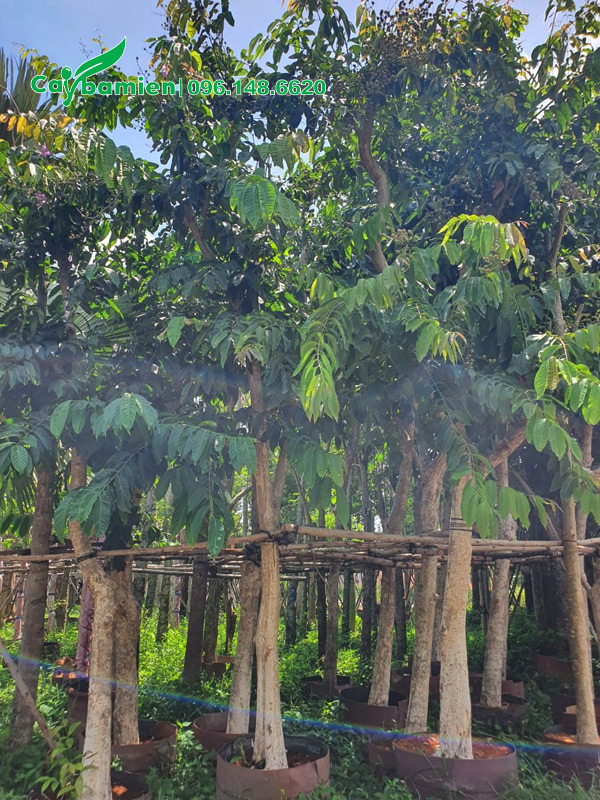 Cây dưỡng ủ, tay cành đang mọc dài