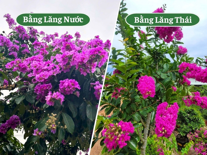 Hoa cây bằng lăng tím và bằng lăng thái công trình