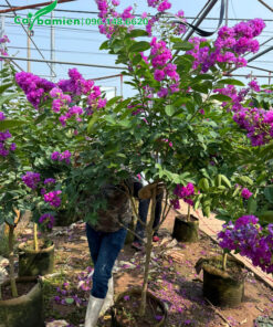 Cây bằng lăng tím Thái Lan đang ra hoa đẹp