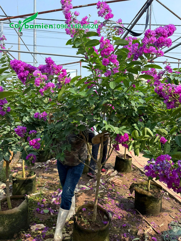 Cây bằng lăng tím Thái Lan đang ra hoa đẹp