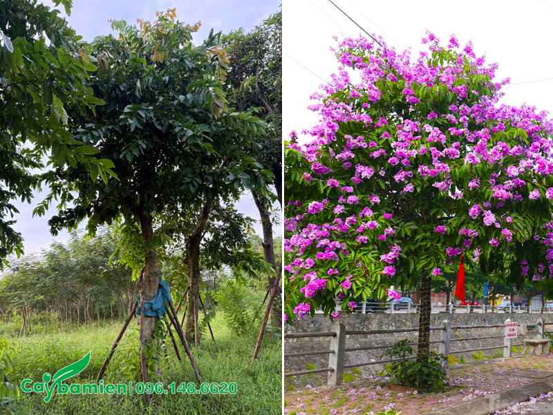 Cây trồng tại vườn lâu năm thoát thân 2m, tán tròn đẹp