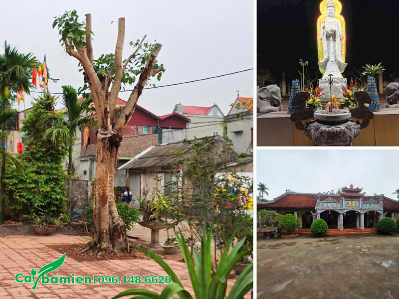 Trồng cây bồ đề cổ thụ trước sân chùa