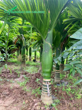 Cây cảnh cau lùn lóng thân cao 50cm