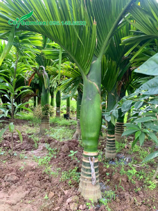 Cây cảnh cau lùn lóng thân cao 50cm