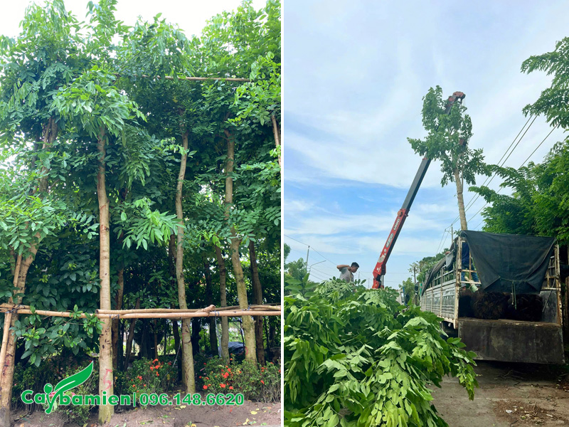 Vườn dưỡng ủ cây muồng hoàng yến, nguyên tay cành 