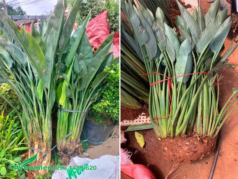 Thi công trồng cây chuối thiên điểu cao 1m
