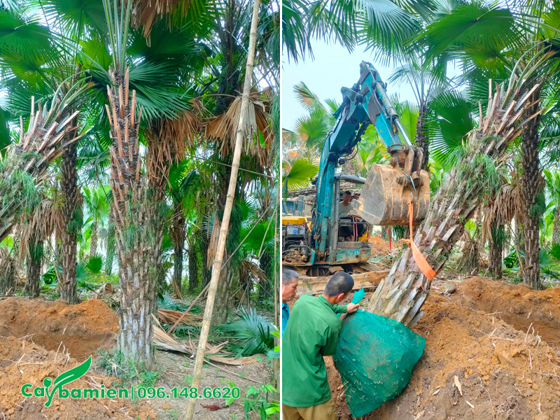 Bứng thẳng cây cọ ta cổ thụ, lóng thân cao 4m