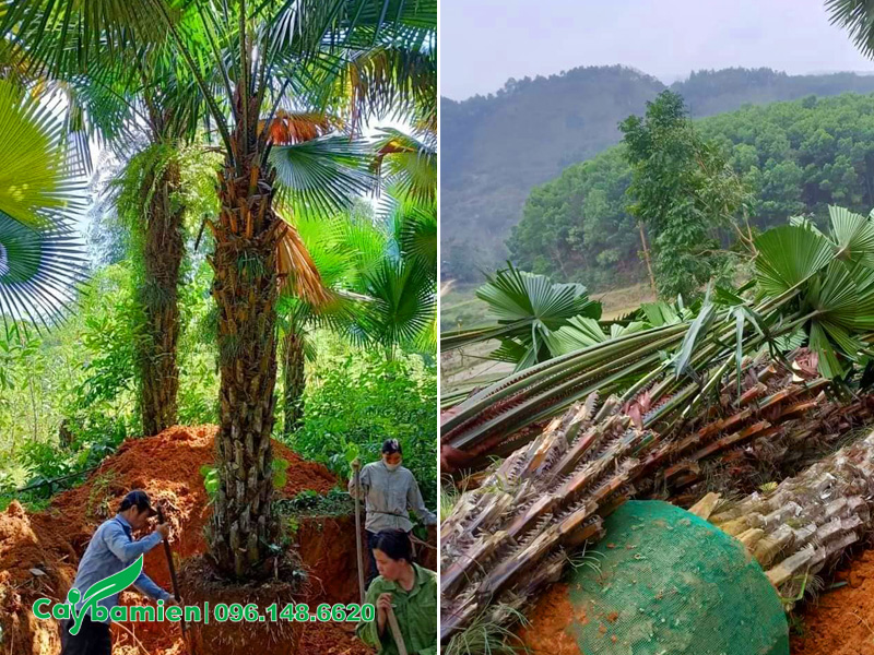 Cây cọ ta đánh thẳng, chiều cao lóng thân khoảng 3m, đường kính gốc 40cm