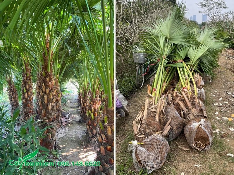 Cọ ta công trình lóng thân cao từ 1 - 2m