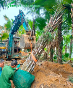 Đánh bầu những cây cọ ta lâu năm lóng cao 3 - 4m