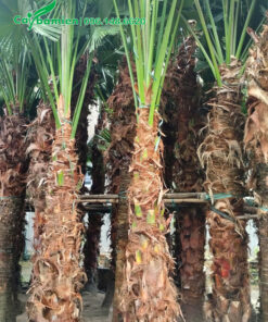 Dưỡng ủ cây cọ ta công trình đường kính gốc 30cm, thân cao 2m