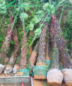 Cây cọ ta lâu năm, thân già màu xám cổ kính