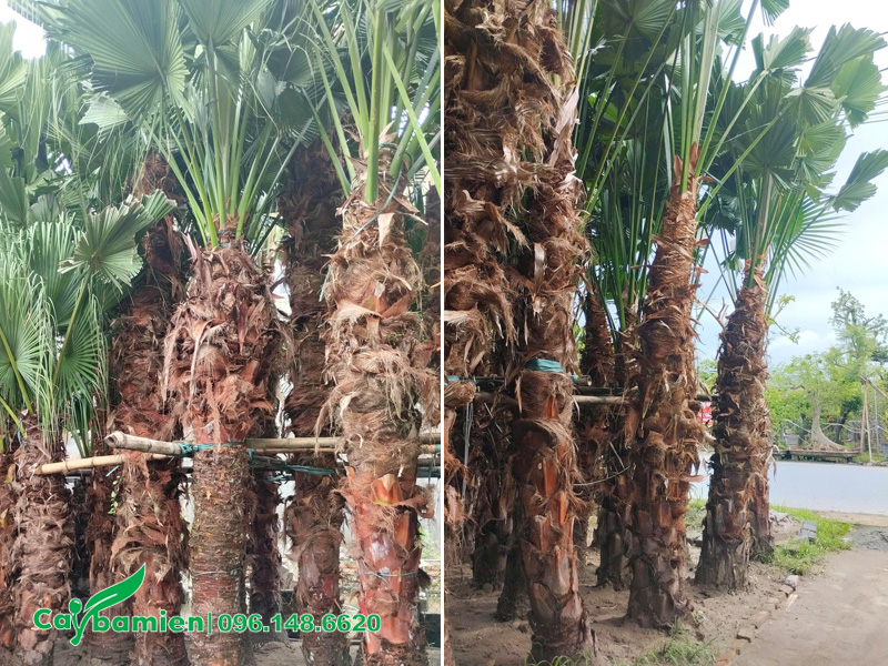 Tại vườn có sẵn số lượng lớn cây đã dâm ủ, cắt tỉa cành già, bóc bẹ già trên thân cây