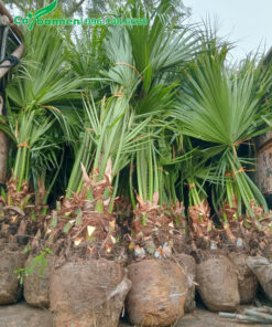 Cọ ta lộ thân 50cm, cây đánh thẳng tại vườn