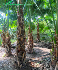 Vườn cây cọ ta tuyển chọn kỹ, thoát thân 2 - 2,5m