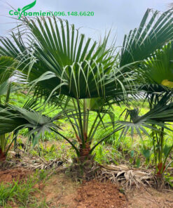 Hàng cây cọ ta loại nhỏ, mới lộ thân