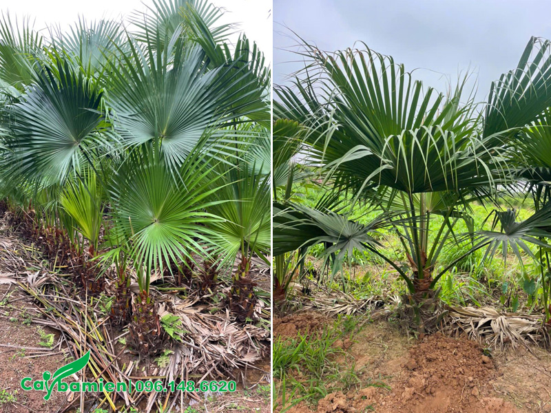 Vườn cây cọ ta nhỏ, bắt đầu lộ thân