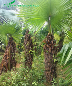 Cọ ta thoát thân cao 2m, đã cắt tỉa lá già