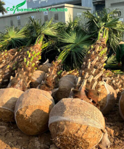 Cây lớn đường kính bầu 60cm, thoát thân cao 2m