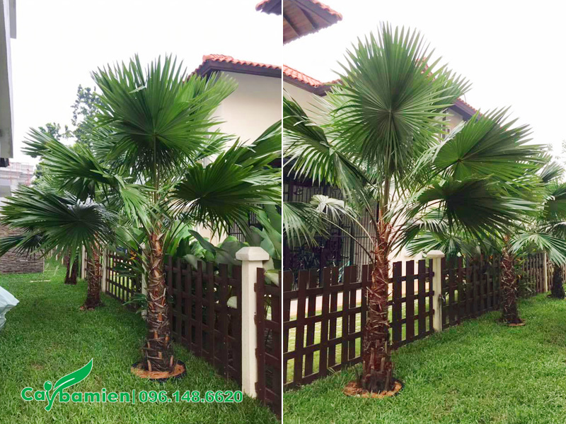 Trồng cây cọ ta trong sân vườn biệt thự