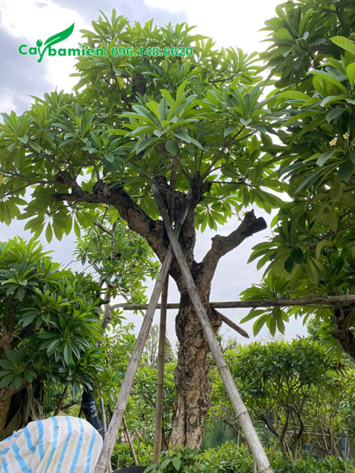 CÂY HOA ĐẠI (Màu Đỏ - Trắng - Vàng) - Ảnh 9