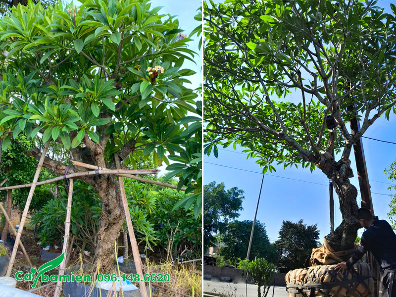 Hình ảnh những cây hoa đại cổ thụ cao 4 - 5m đã dưỡng ủ nhiều năm
