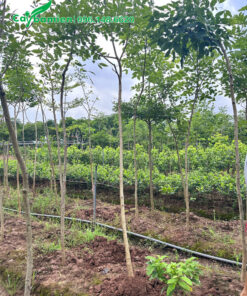 Cây giống muồng hoàng yến đường kính gốc 3 - 4cm