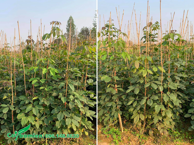 Vườn cây giống phong linh tím cao khoảng 1m