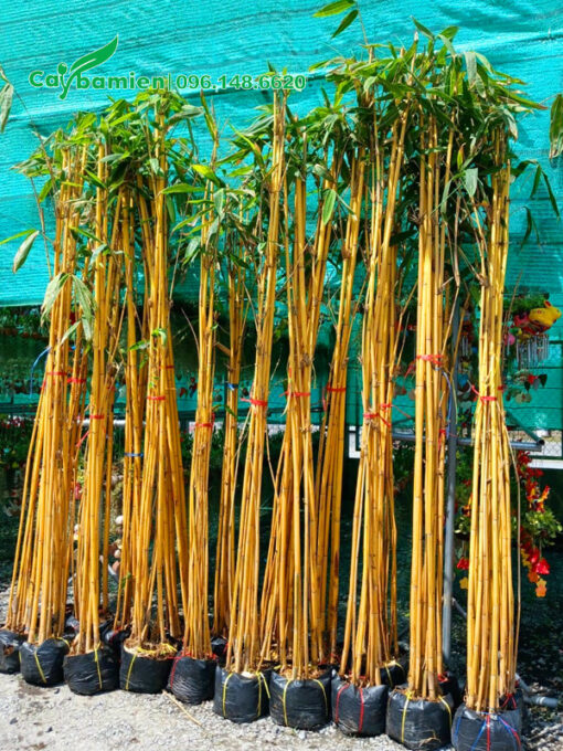 Hoàng Trúc dưỡng bầu, chiều cao 2m5