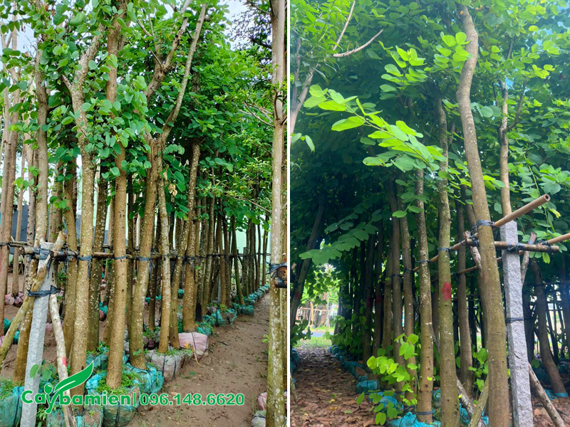 Cây hoa ban tím cao hơn 4m