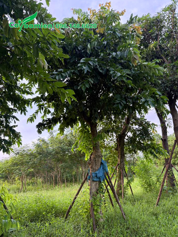 Cây bằng lăng tím lâu năm, thoát thân cao 1m8, tán tròn đều